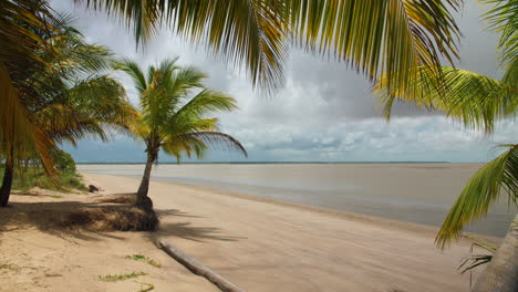Palm-trees-on-a-beach-in-French-Guiana,-sunny-day.-Awala-Yalimapo
